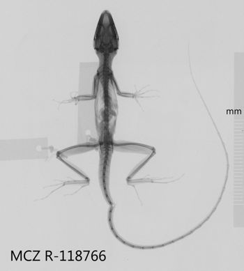 Media type: image;   Herpetology R-118766 Aspect: dorsoventral x-ray